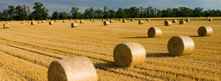 Harvest Loan | Farmer